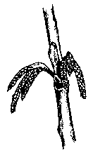 Illustration of secondary scales split, the two three-stalked catkins on either side of the elongating vegetative shoot are apparent.